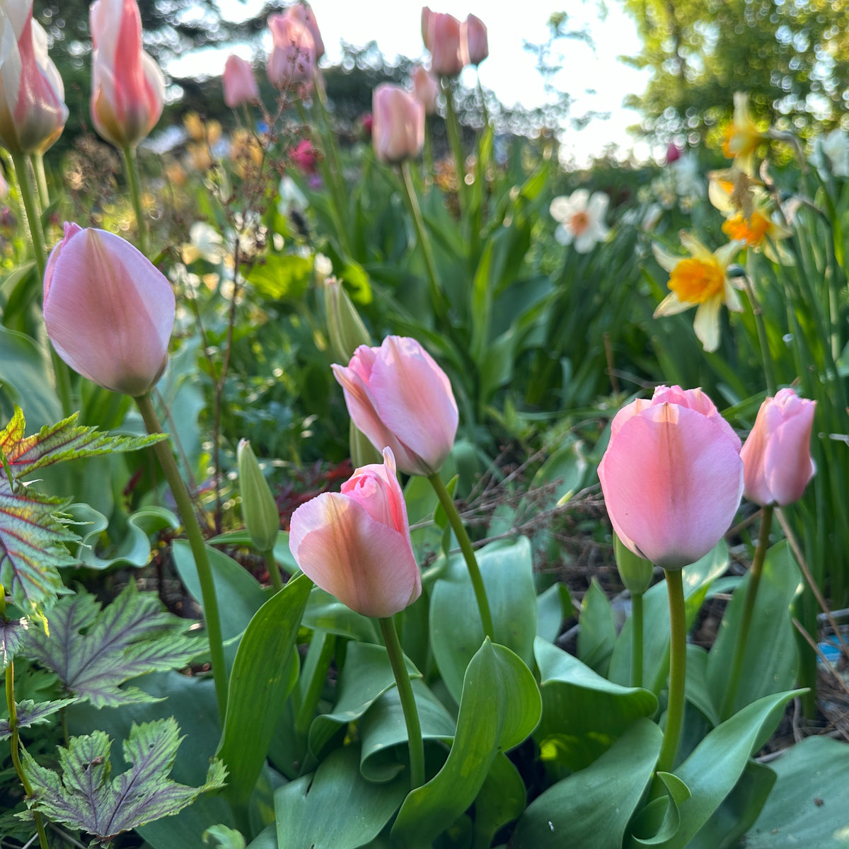 Tulipa 'Sweet Sixteen'® - eldtúlipani
