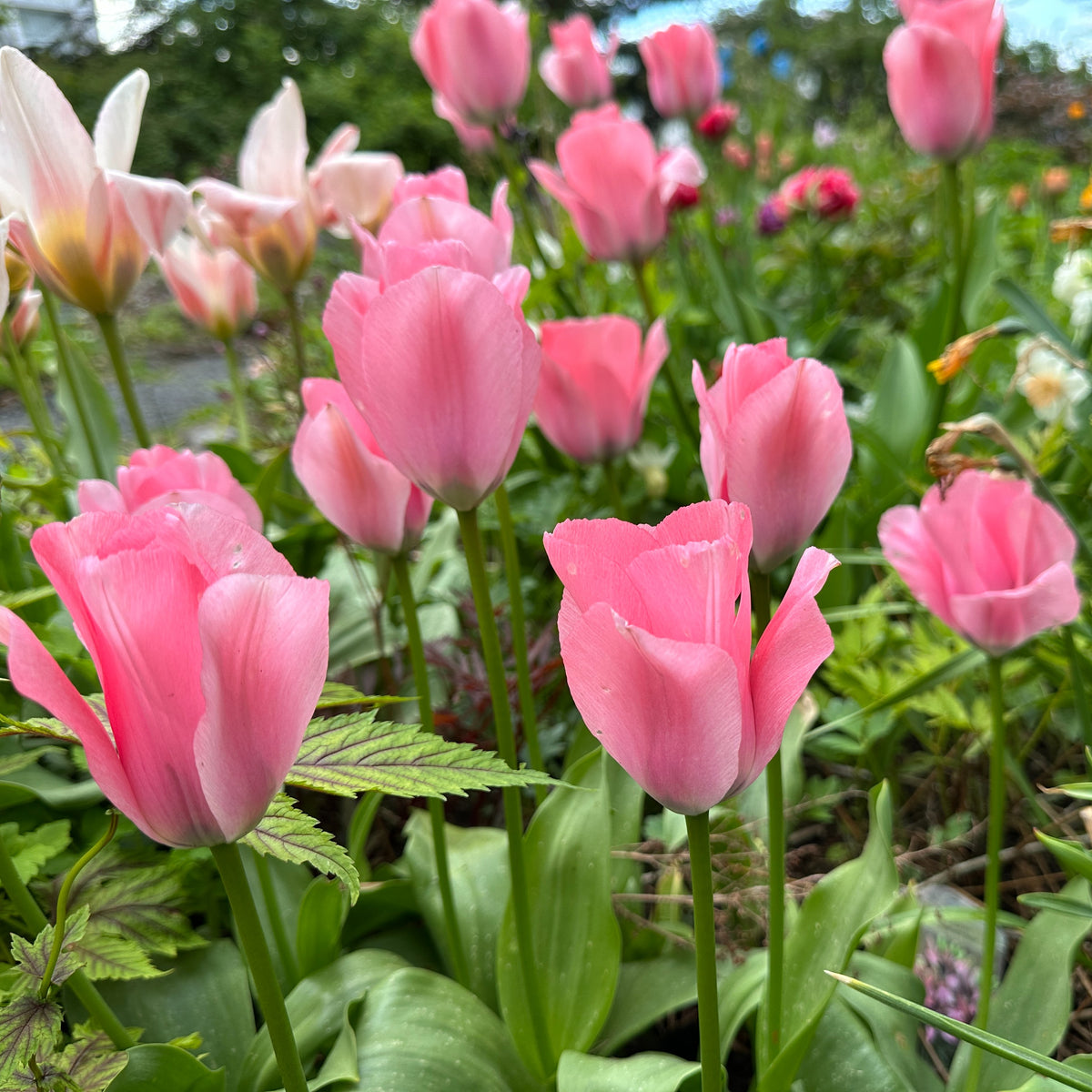 Tulipa 'Sweet Sixteen'® - eldtúlipani