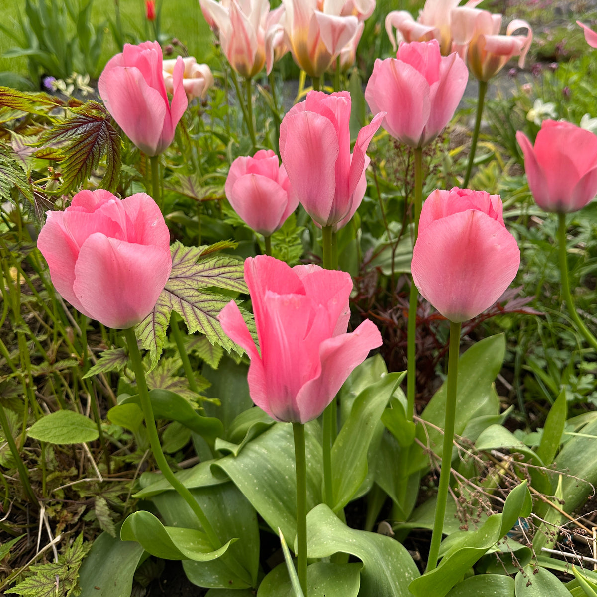 Tulipa 'Sweet Sixteen'® - eldtúlipani