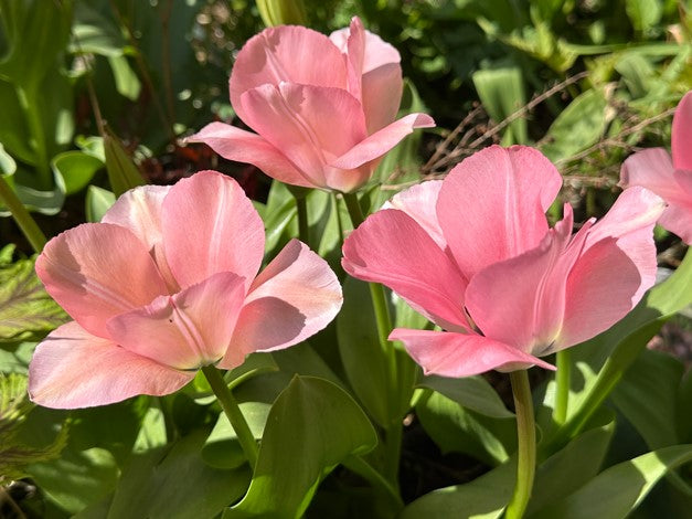 Tulipa 'Sweet Sixteen' - eldtúlipani
