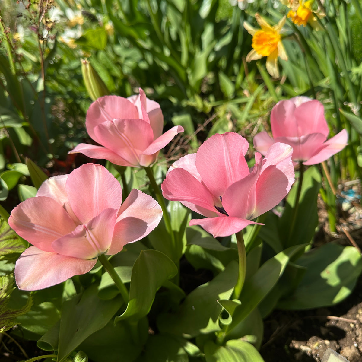 Tulipa 'Sweet Sixteen'® - eldtúlipani
