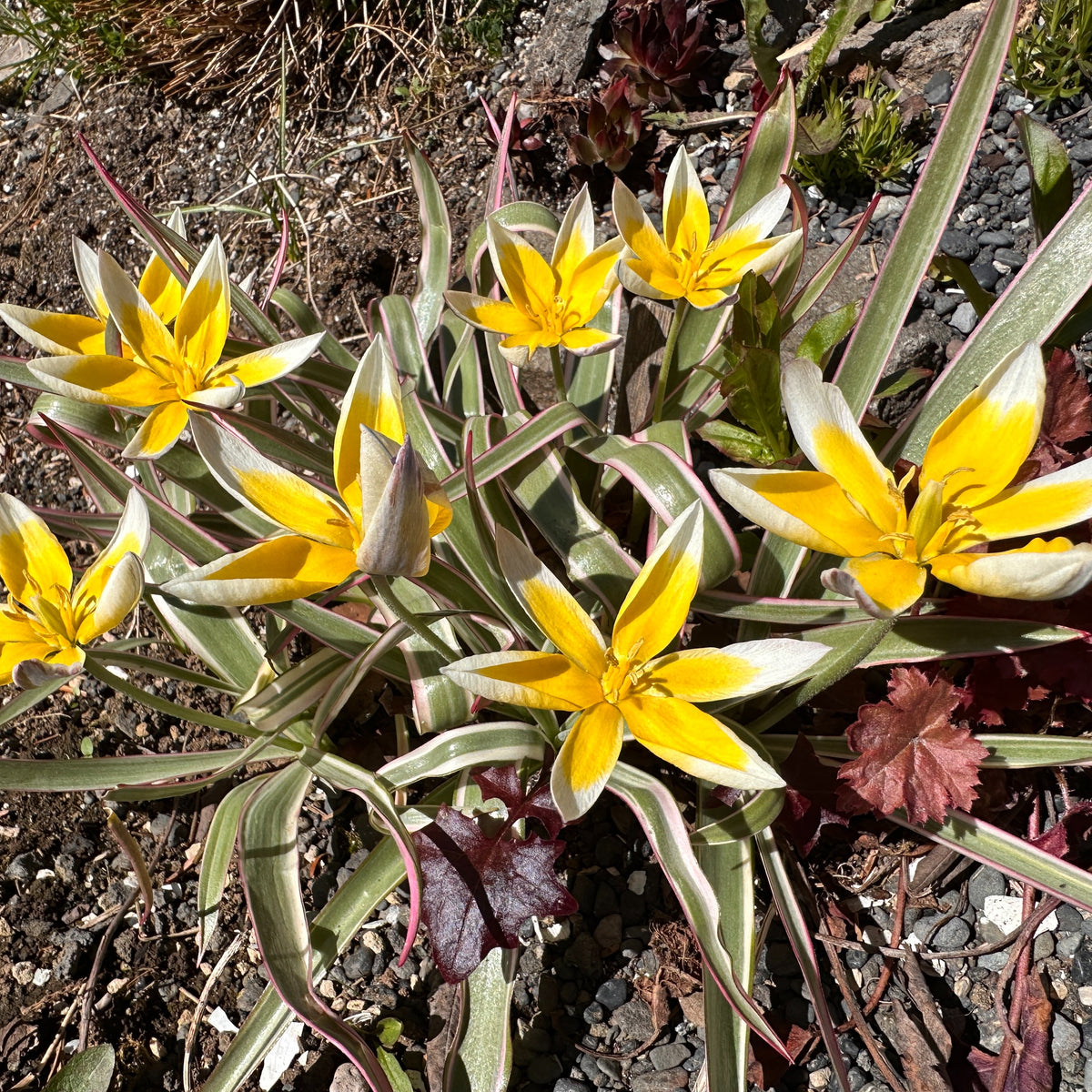 Tulipa tarda 'Interaction' - sveiptúlipani