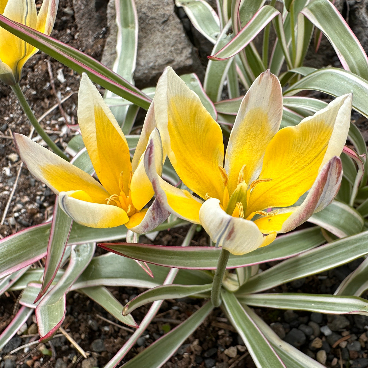 Tulipa tarda 'Interaction' - sveiptúlipani