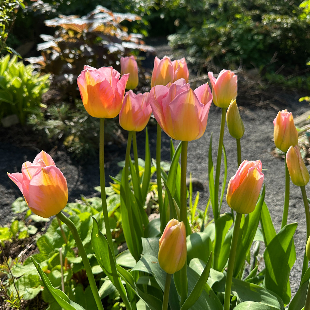 Tulipa 'Tom Pouce'® - túlipani