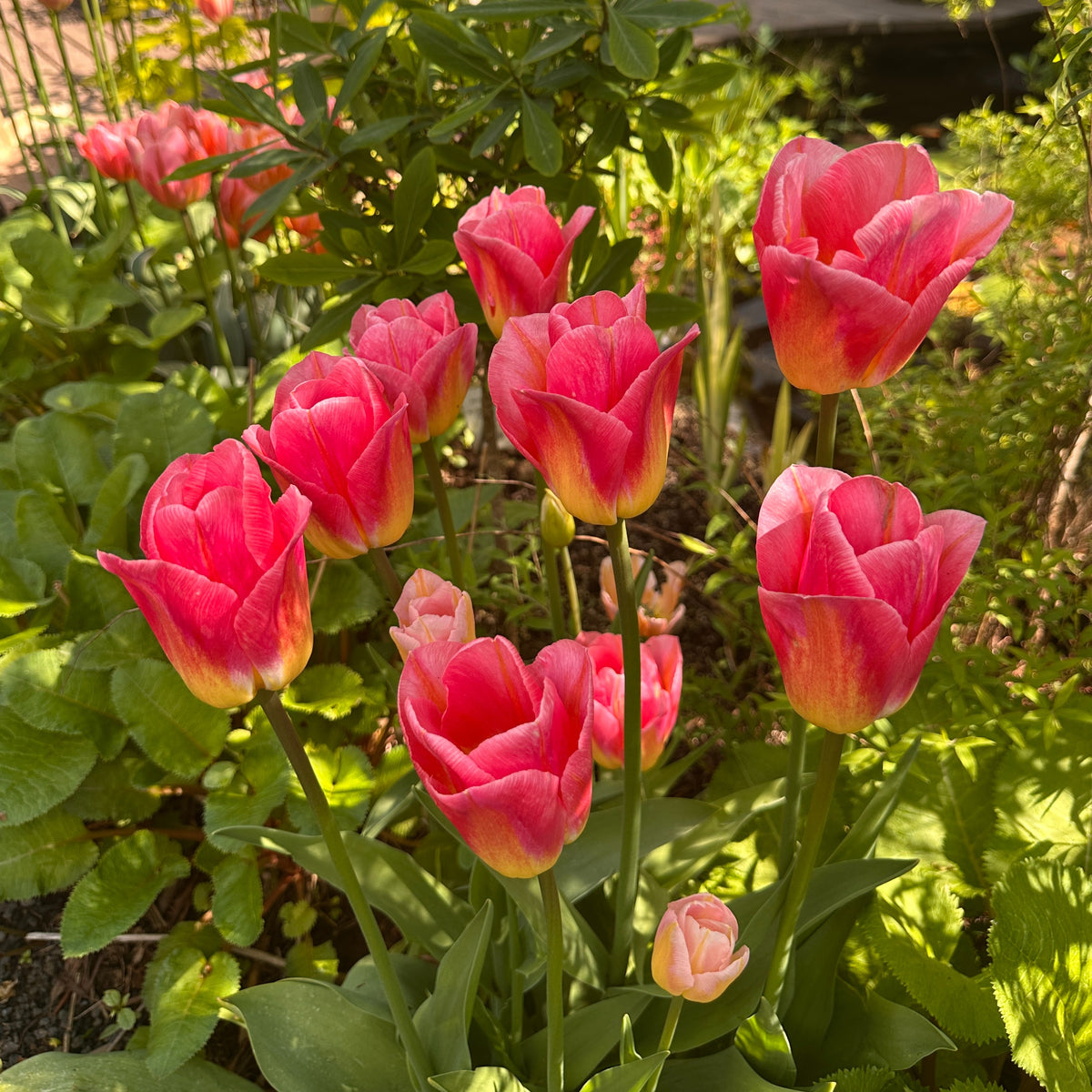 Tulipa 'Tom Pouce'® - túlipani