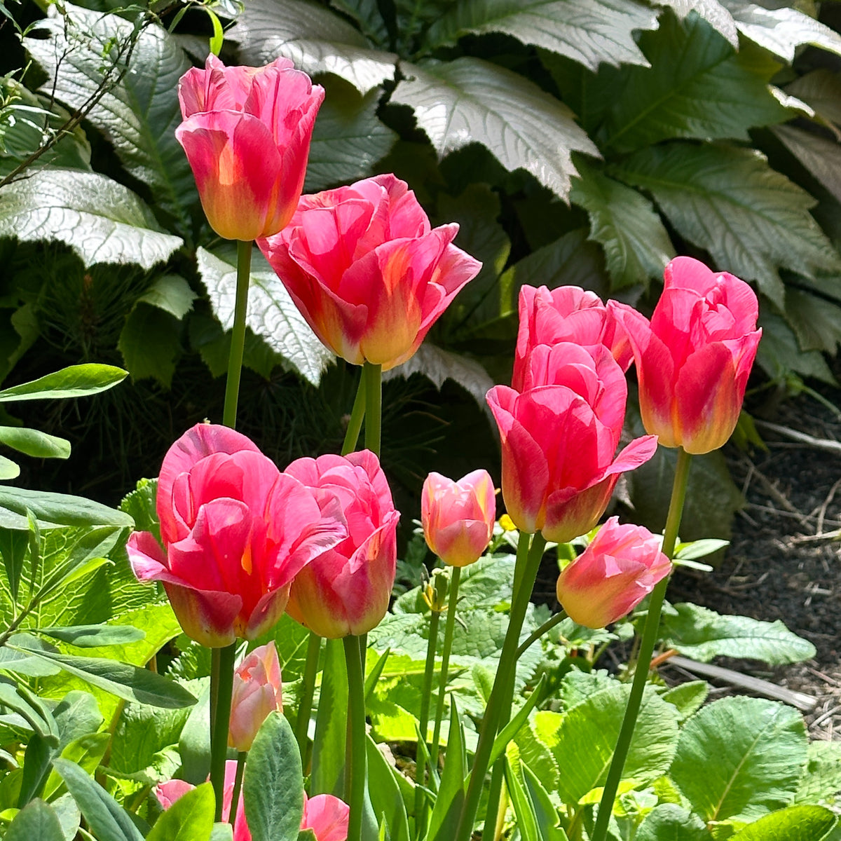 Tulipa 'Tom Pouce'® - túlipani