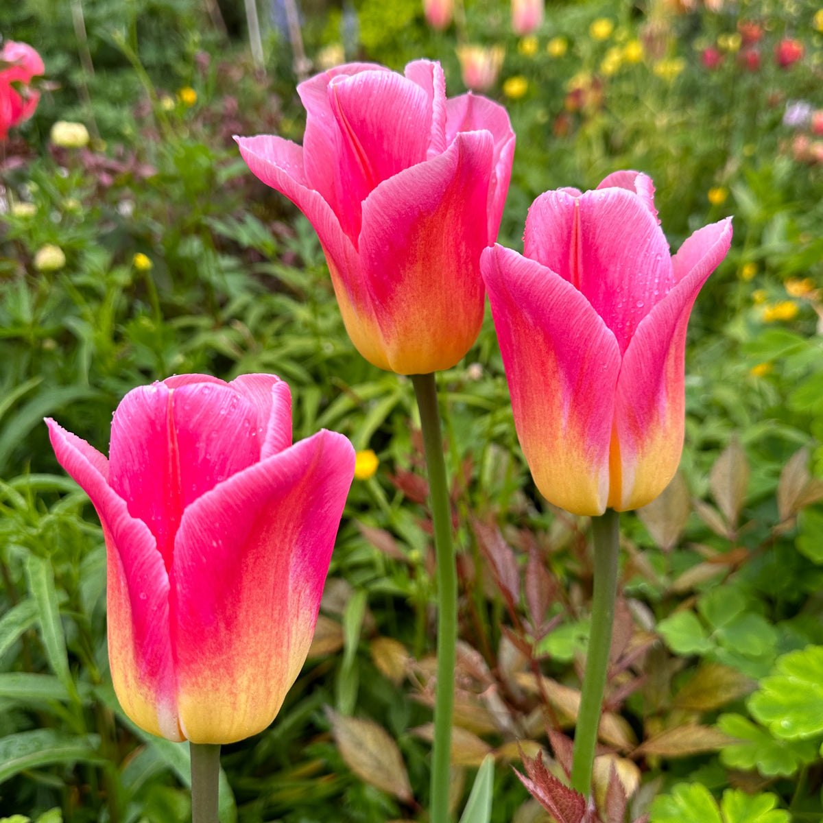 Tulipa 'Tom Pouce'® - túlipani