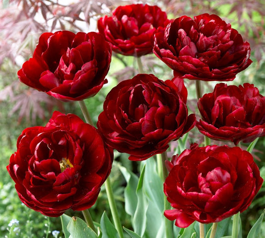 Tulipa 'Uncle Tom' - túlipani