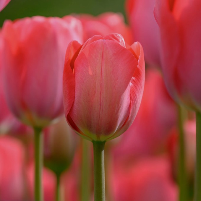 Tulipa 'Van Eijk'® - túlipani