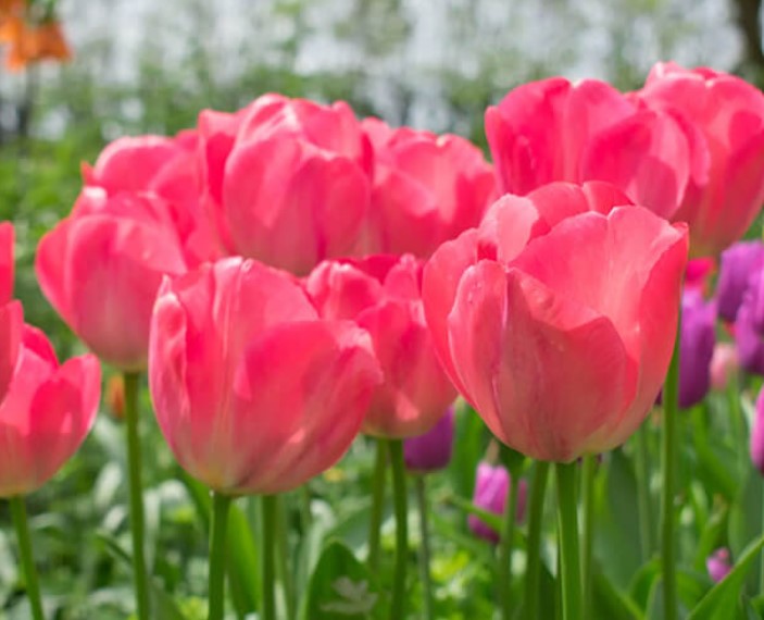 Tulipa 'Van Eijk' - túlipani