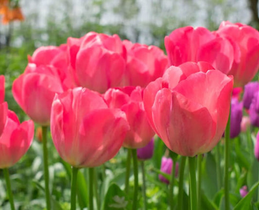 Tulipa 'Van Eijk' - túlipani