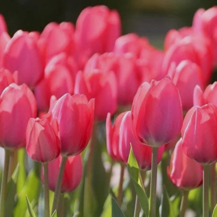 Tulipa 'Van Eijk'® - túlipani