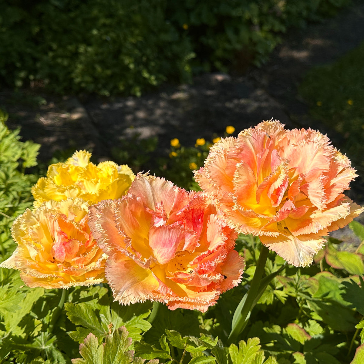 Tulipa 'Vaya con Dios'® - túlipani