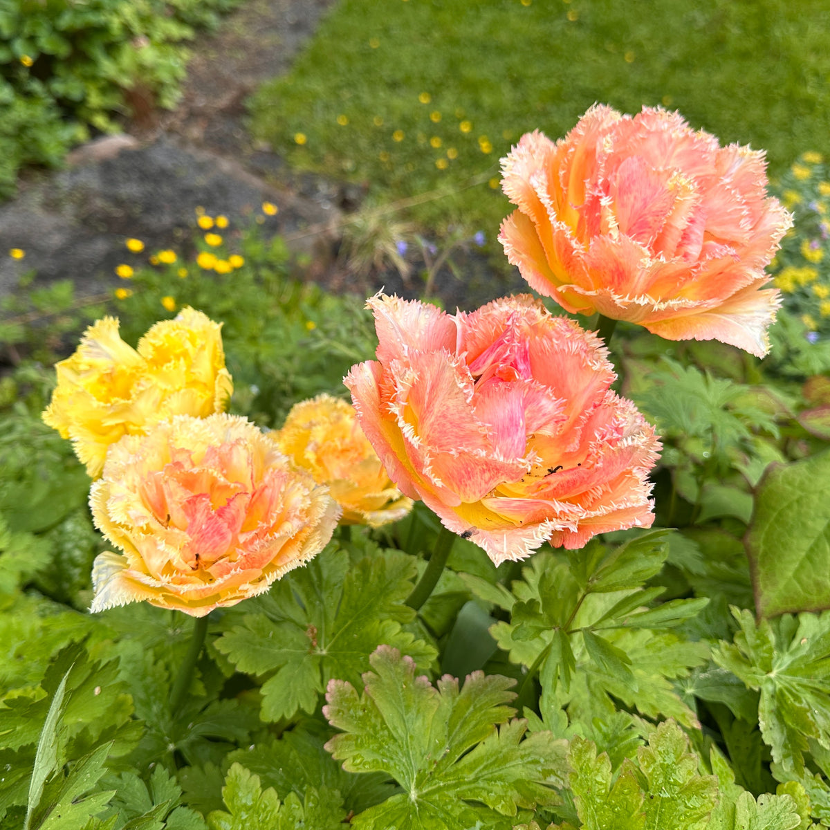 Tulipa 'Vaya con Dios'® - túlipani
