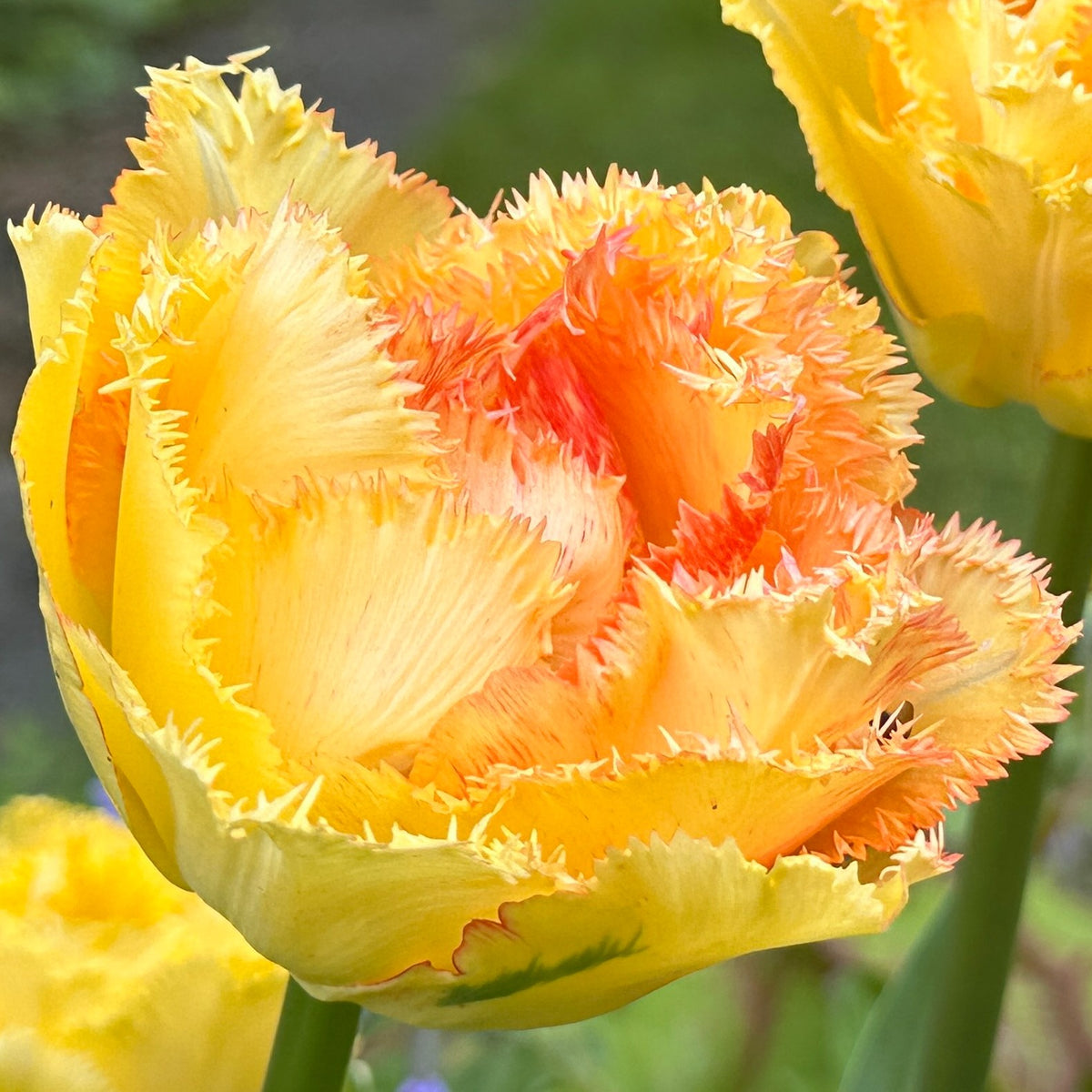 Tulipa 'Vaya con Dios'® - túlipani