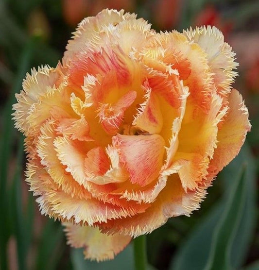 Tulipa 'Vaya con Dios' - túlipani