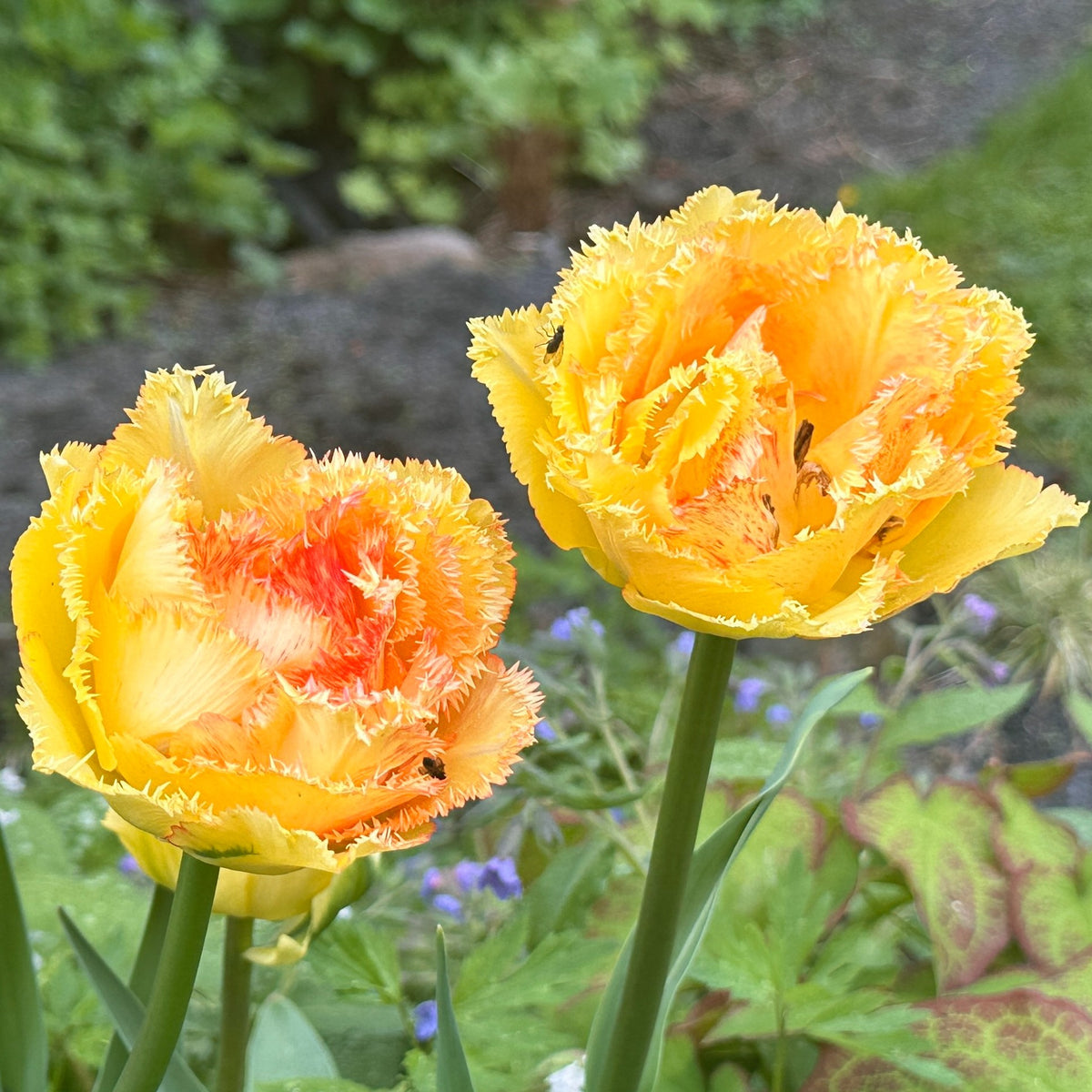 Tulipa 'Vaya con Dios'® - túlipani