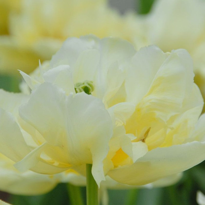 Tulipa 'Verona' - túlipani