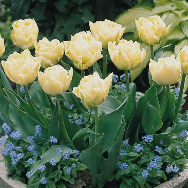 Tulipa 'Verona' - túlipani