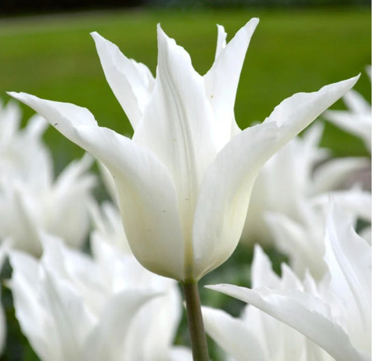 Tulipa 'White Triumphator' - túlipani