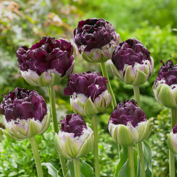 Tulipa 'Wow'® - túlipani