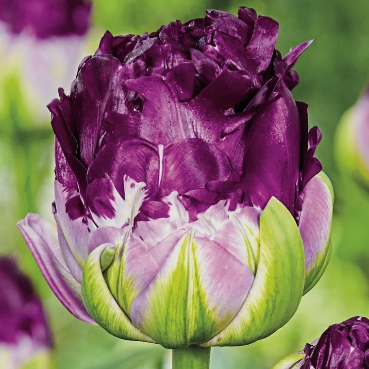 Tulipa 'Wow'® - túlipani