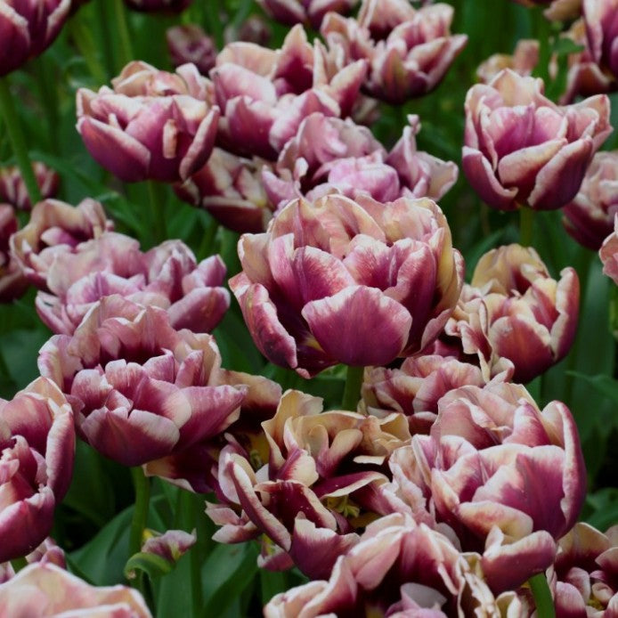 Tulipa 'Wyndham' - túlipani
