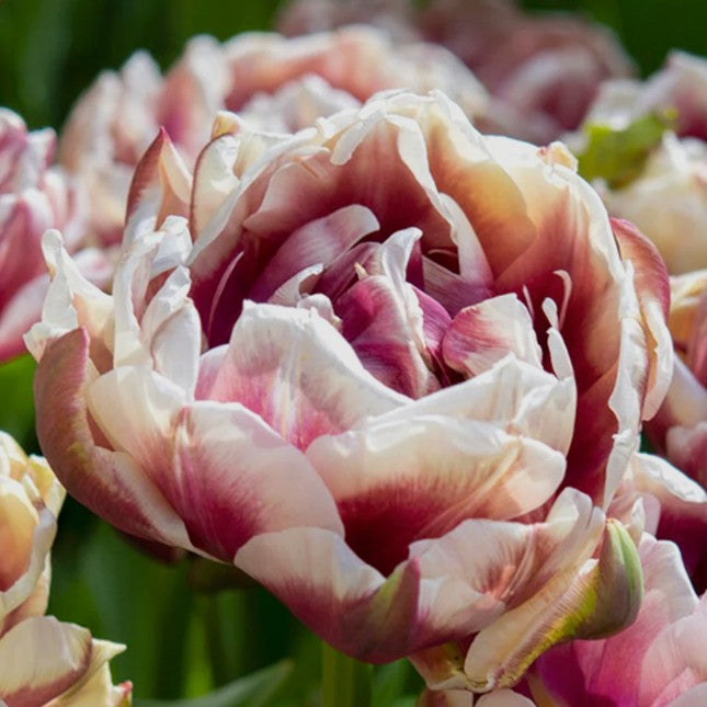 Tulipa 'Wyndham' - túlipani