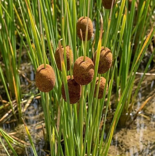 Typha minima - dvergkefli