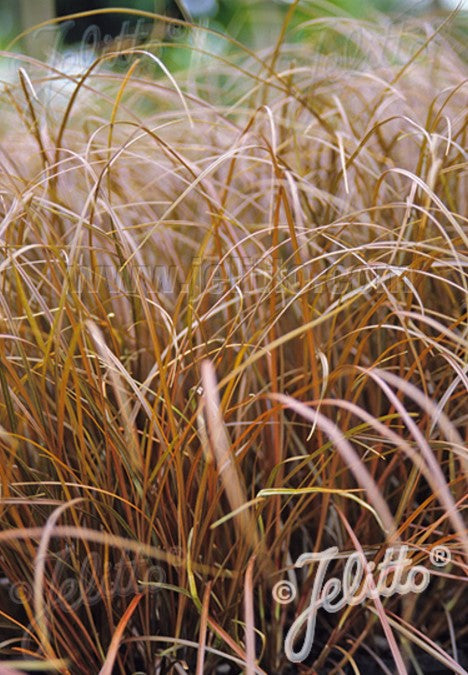 Uncinia rubra