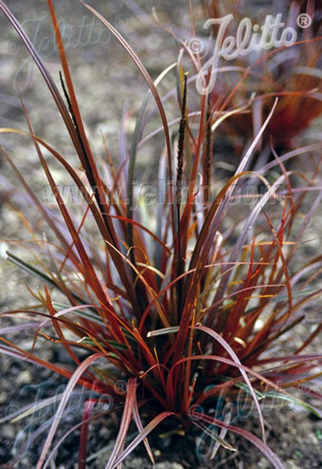 Uncinia rubra