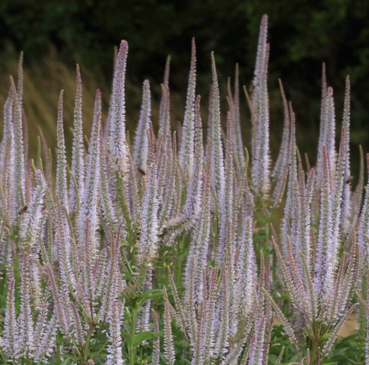 Veronicastrum virginicum 'Pink Glow' - skessudepla
