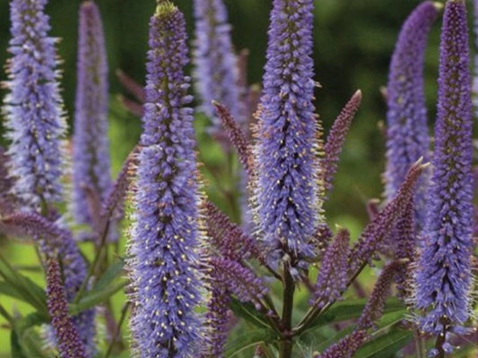 Veronicastrum virginicum 'Red Arrows' - skessudepla