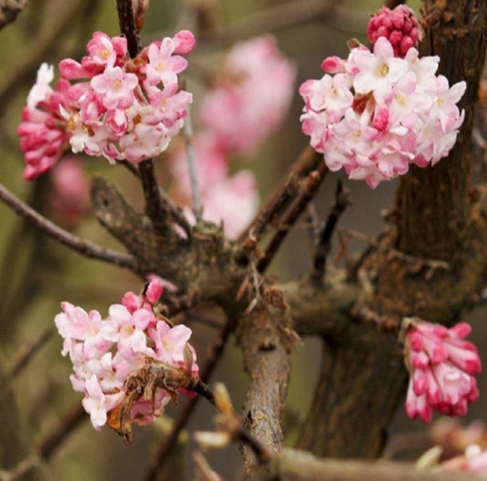 Viburnum bodnantense 'Charles Lamont' - þorrarunni