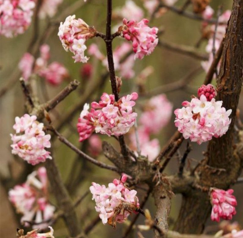 Viburnum x bodnantense 'Charles Lamont' - þorrarunni