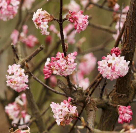 Viburnum x bodnantense 'Charles Lamont' - þorrarunni