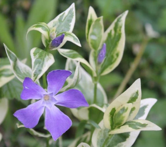 Vinca minor 'Argenteovariegata' - hörpulauf
