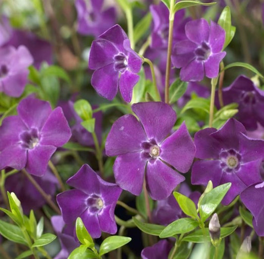 Vinca minor 'Atropurpurea' - hörpulauf