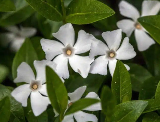 Vinca minor 'Gertrude Jekyll' - hörpulauf