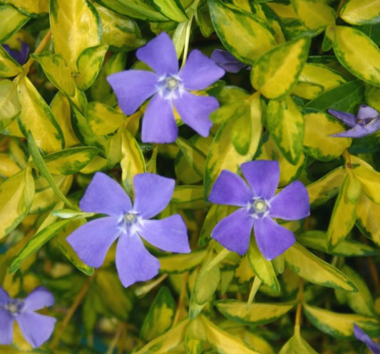 Vinca minor 'Illumination' - hörpulauf