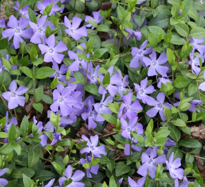 Vinca minor 'La Grave' - hörpulauf