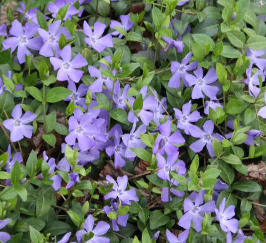 Vinca minor 'La Grave' - hörpulauf