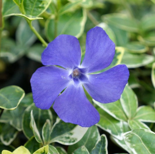 Vinca minor 'Ralph Shugert' - hörpulauf