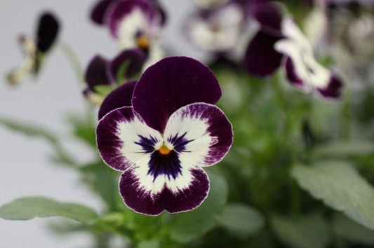 Viola F1 'Bel Viso Victoriana' - fjóla