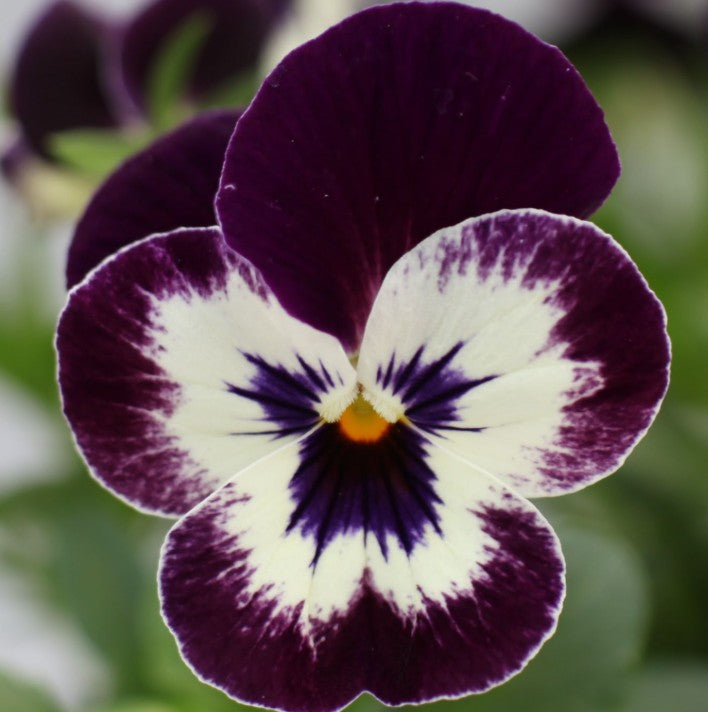 Viola F1 'Bel Viso Victoriana' - fjóla