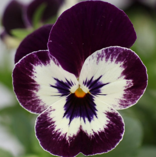 Viola F1 'Bel Viso Victoriana' - fjóla