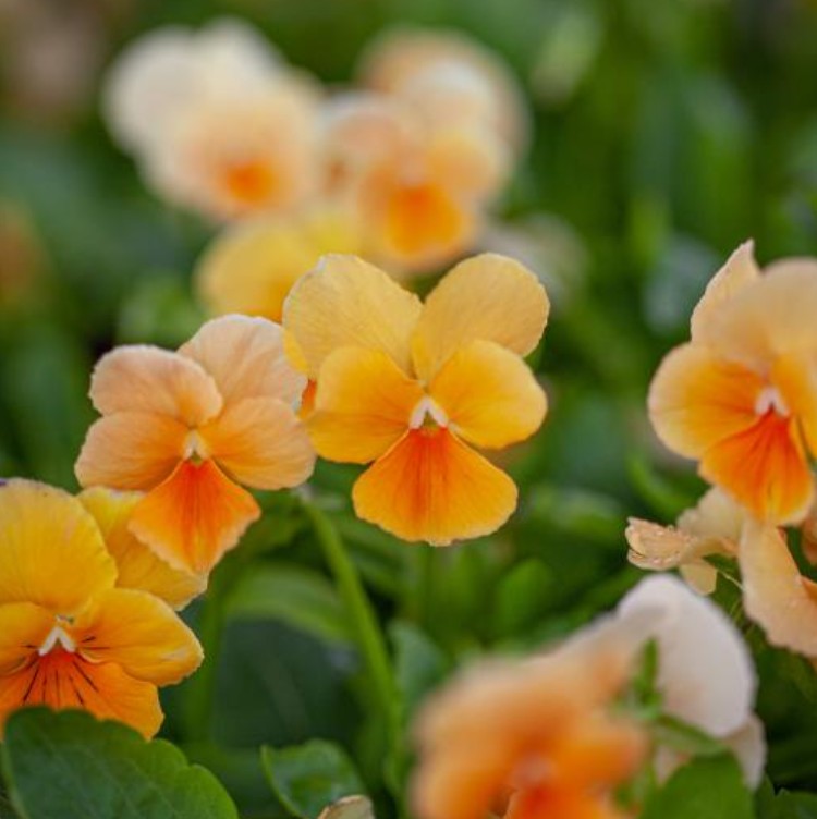 Viola 'Chantreyland' - fjóla