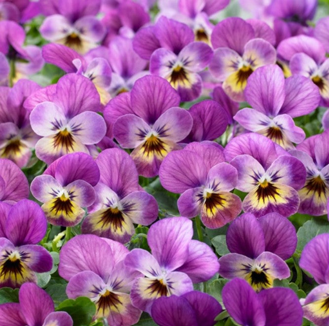 Viola F1 'Endurio Pink Shades' - fjóla