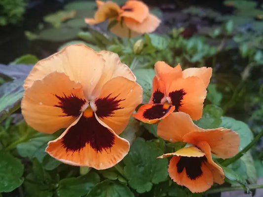 Viola F1 'Inspire Plus Orange Blotch - stjúpa