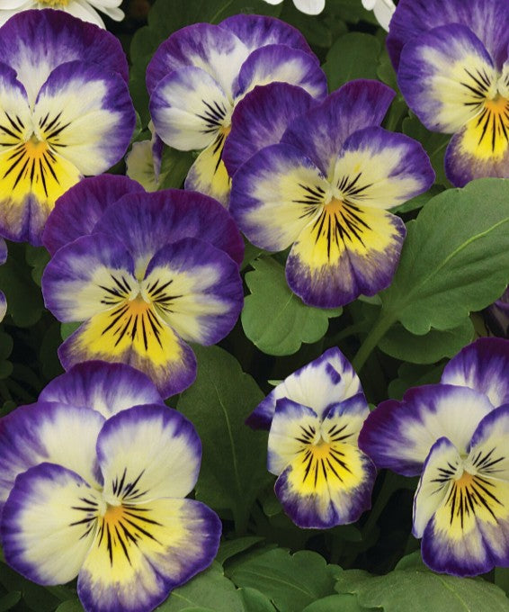Viola F1 'Penny Primrose Picotee' - fjóla